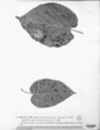 Mycosphaerella mori image